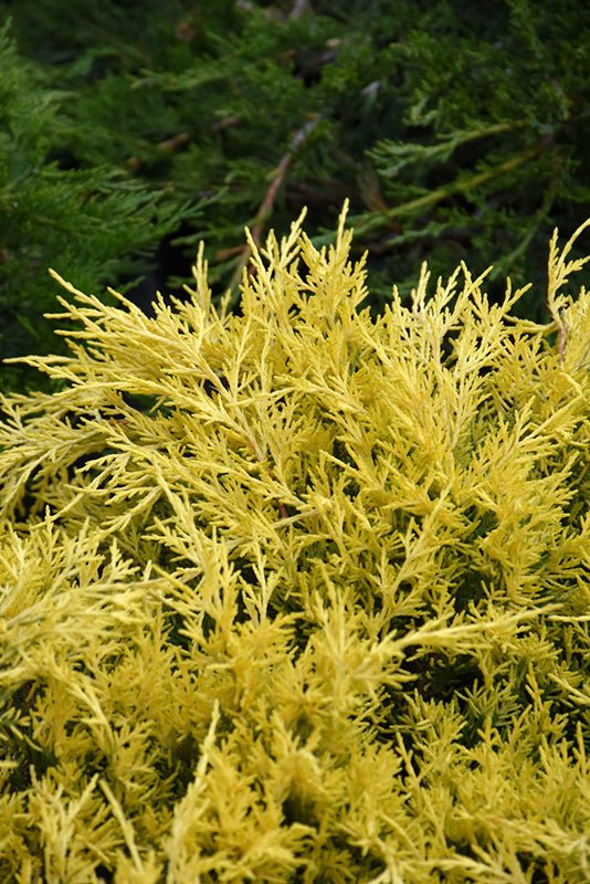 Juniper Sea of Gold - Georgina Garden Centre