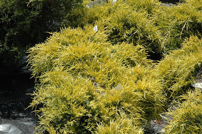 Juniper Sea of Gold - Georgina Garden Centre