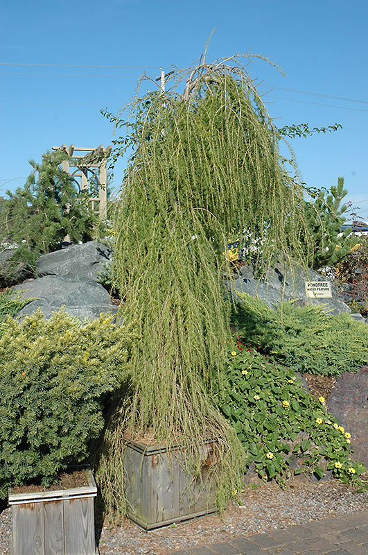 Larch Weeping