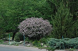 Lilac Dwarf Korean (Palibin) Standard (Tree form) - Georgina Garden Centre