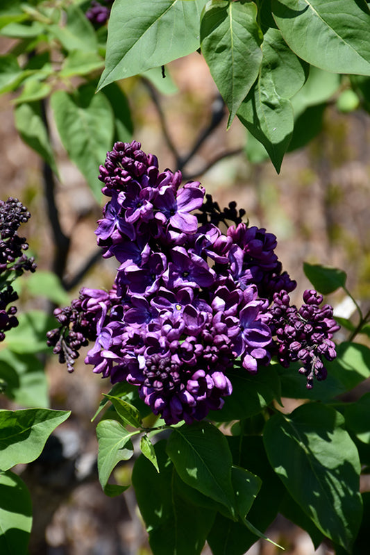 Lilac Agincourt Beauty