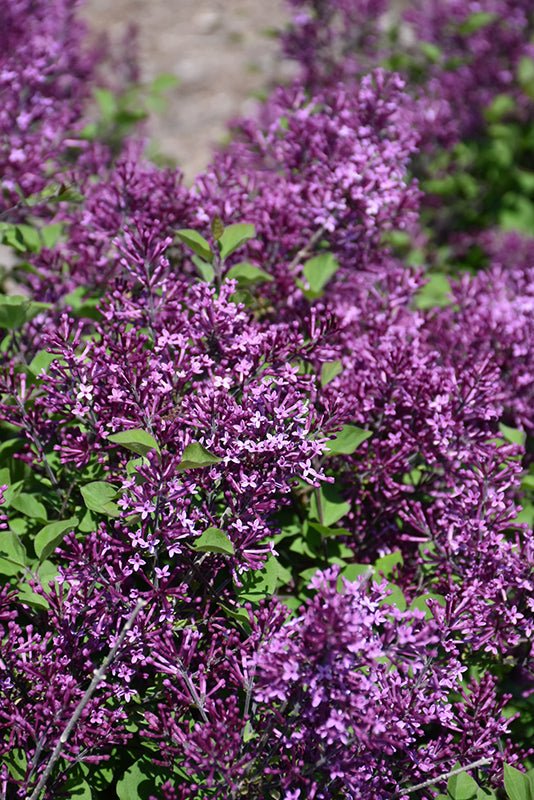 Lilac Bloomerang Standard - Georgina Garden Centre