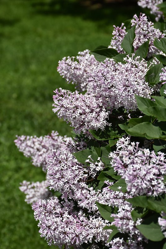 Lilac Miss Kim - Georgina Garden Centre