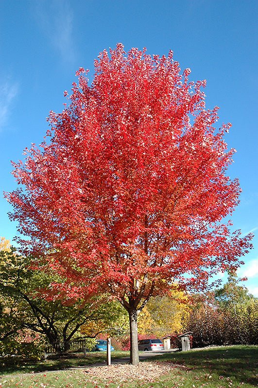 Maple Autumn Blaze - Georgina Garden Centre