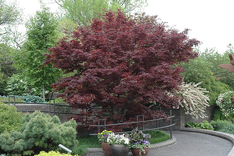 Japanese Maple Bloodgood - Georgina Garden Centre