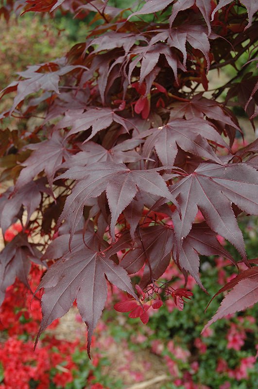 Japanese Maple Bloodgood - Georgina Garden Centre