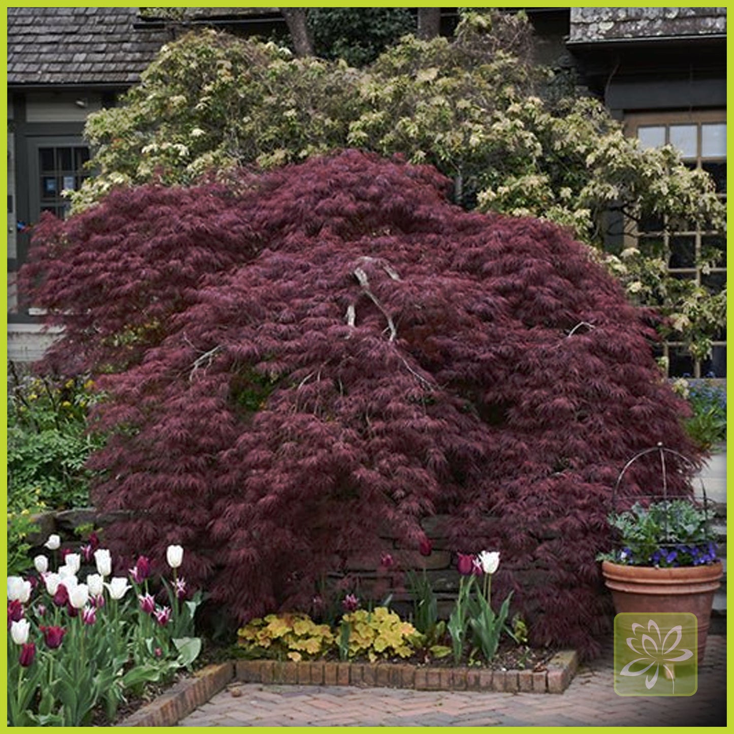 Japanese Maple Tamukeyama - Georgina Garden Centre