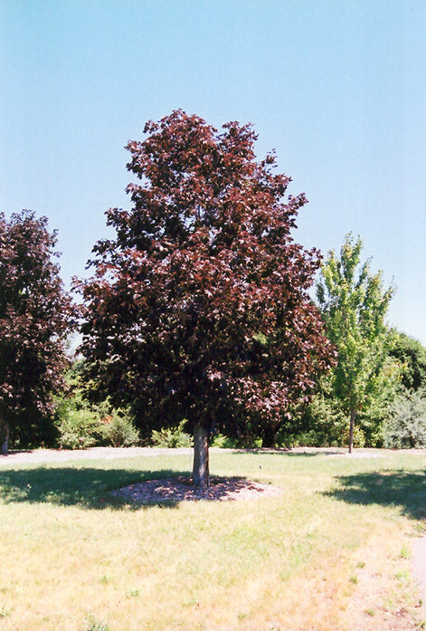Maple Royal Red