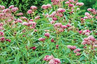 Milkweed Cinderella - Georgina Garden Centre