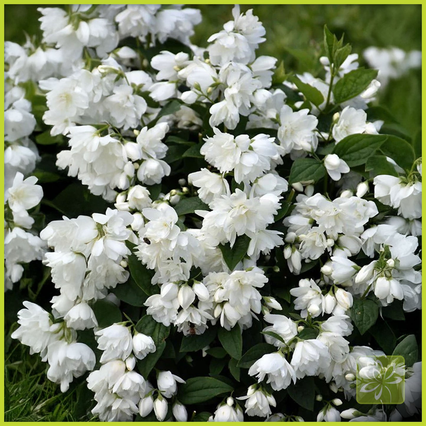 Mockorange Snowbelle - Georgina Garden Centre