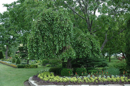 Mulberry Weeping (fruiting)