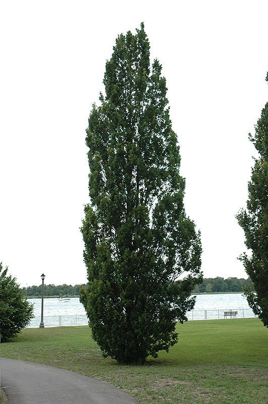 Oak Columnar - Georgina Garden Centre