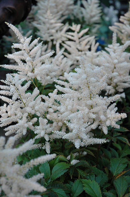 Astilbe White - Georgina Garden Centre