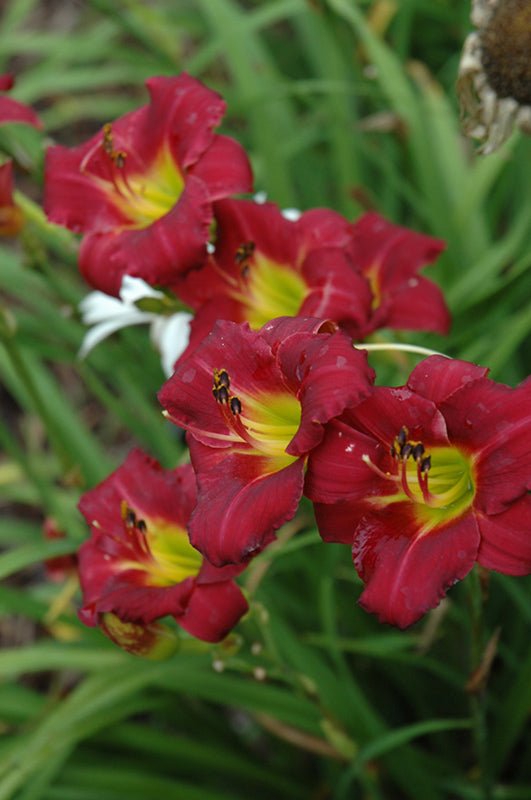 Daylily Pardon Me - Georgina Garden Centre