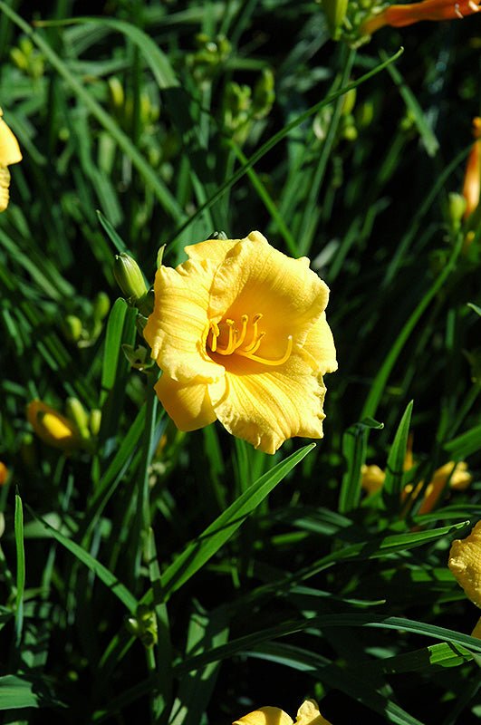 Daylily Stella Doro - Georgina Garden Centre