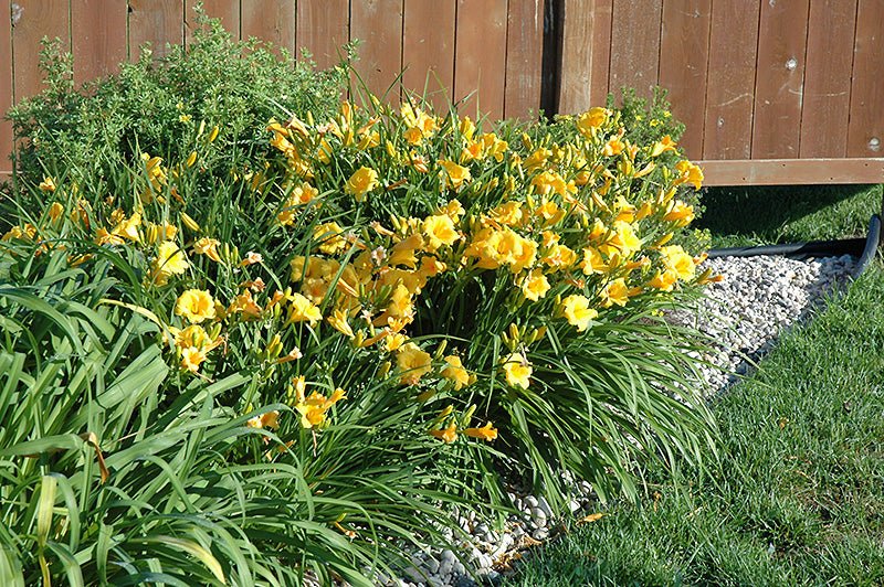 Daylily Stella Doro - Georgina Garden Centre