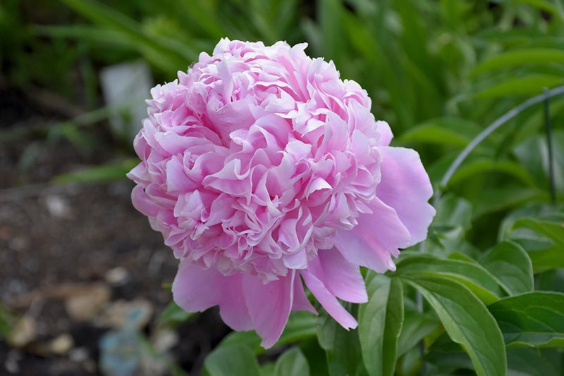 Peony Sarah Bernhardt - Georgina Garden Centre