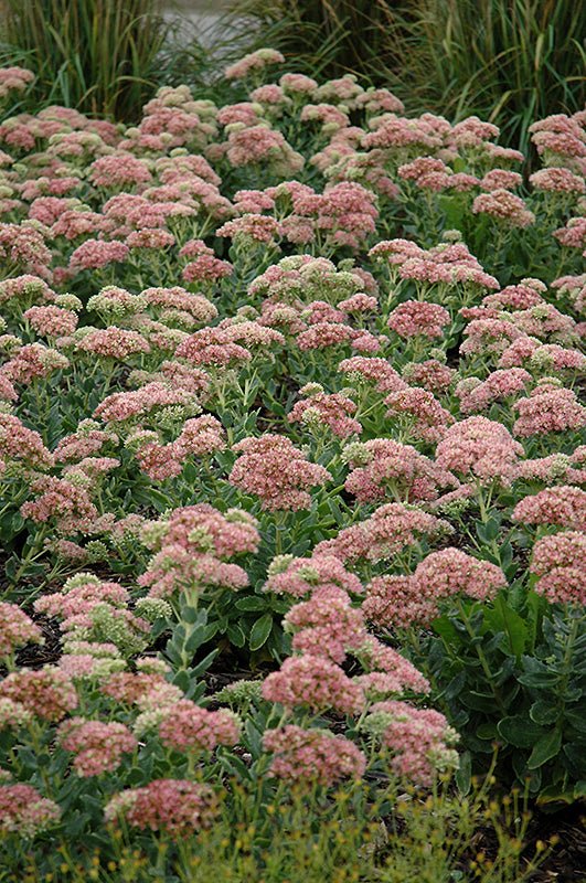 Sedum Autumn Joy - Georgina Garden Centre