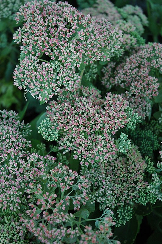 Sedum Autumn Joy - Georgina Garden Centre