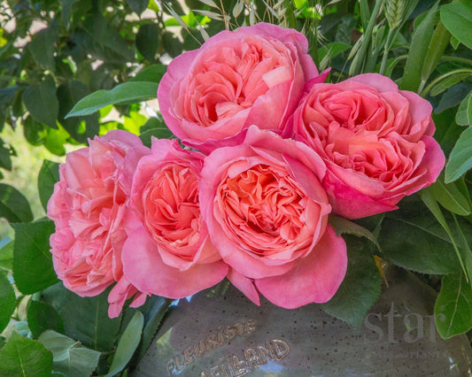 Sweet Mademoiselle Rose - Georgina Garden Centre
