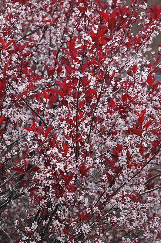 Purpleleaf Sandcherry Standard (Tree form) - Georgina Garden Centre