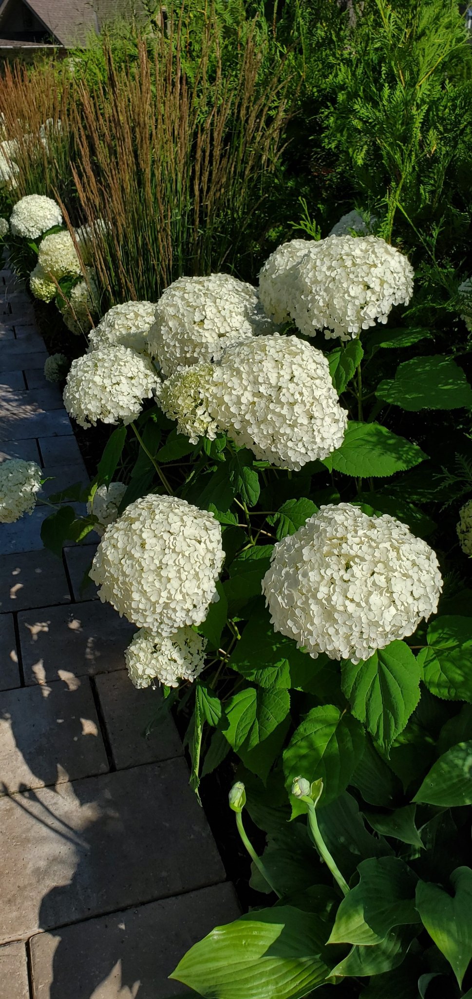 Hydrangea Annabelle - Georgina Garden Centre