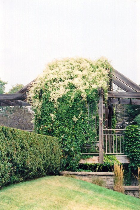 Silver Lace Vine - Georgina Garden Centre