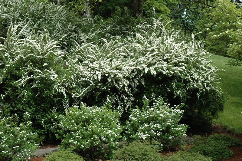 Spirea Snowmound - Georgina Garden Centre