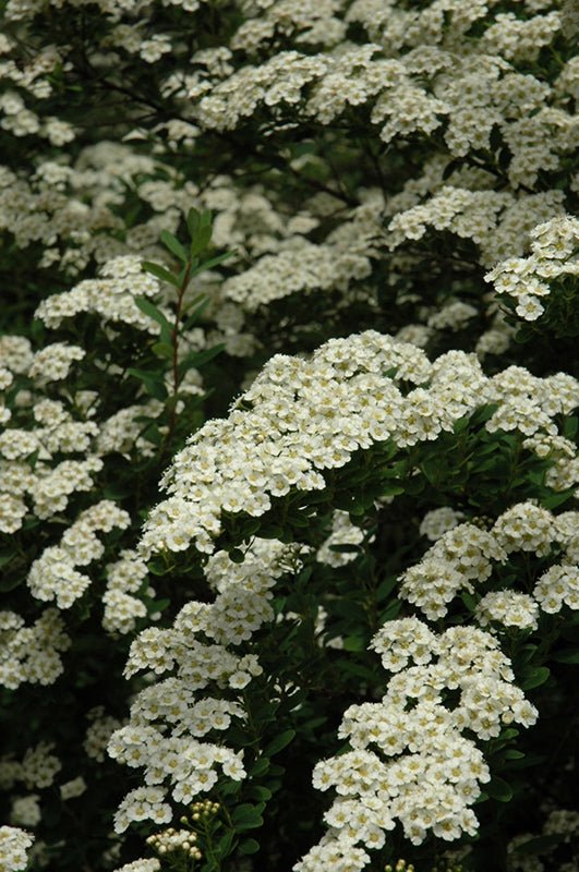 Spirea Snowmound - Georgina Garden Centre