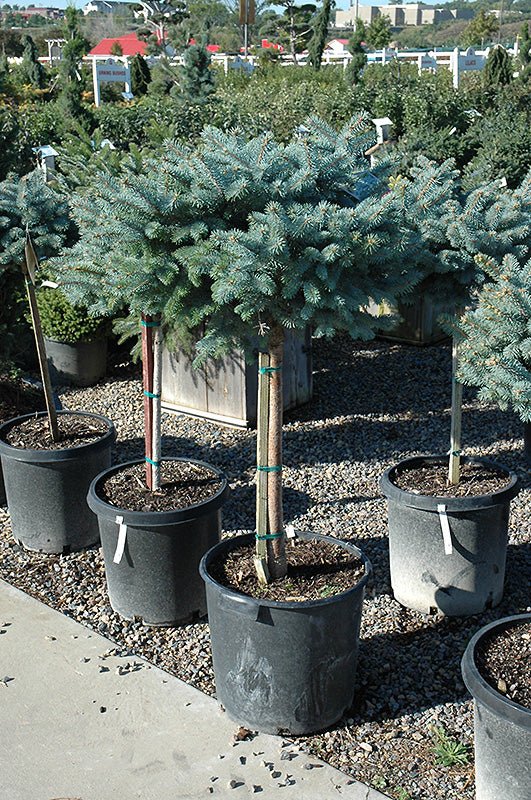 Spruce Globe Blue Standard (tree form) - Georgina Garden Centre