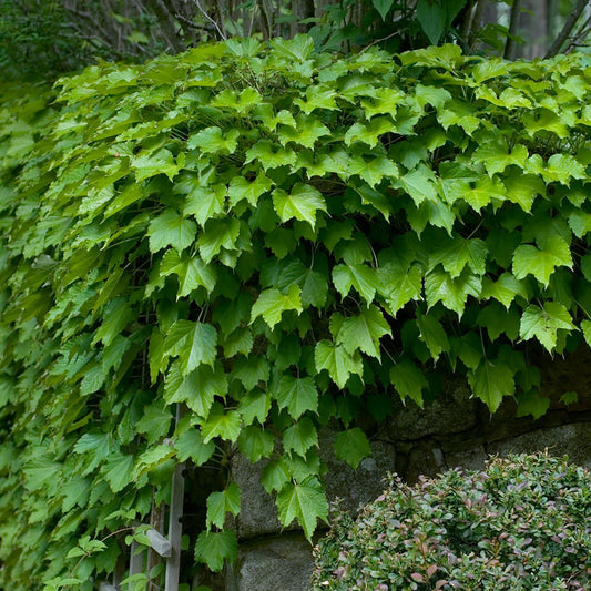 Boston Ivy - Georgina Garden Centre