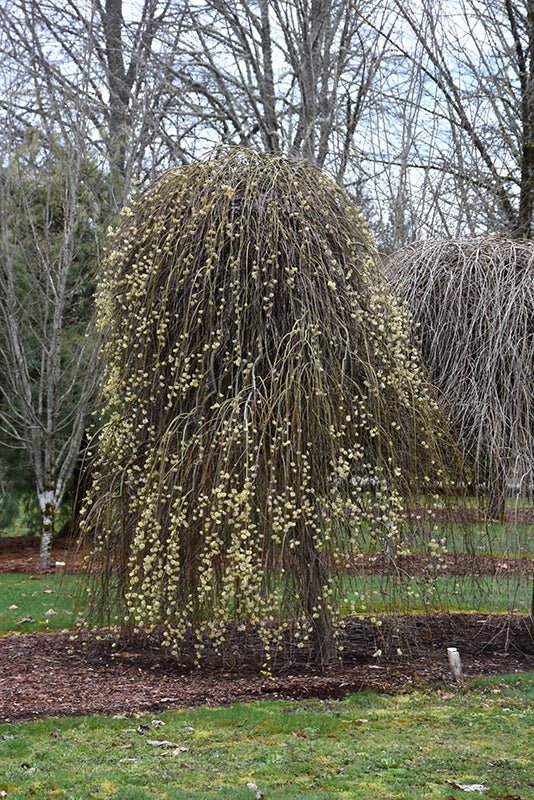 Weeping Pussy Willow Standard (Tree Form) - Georgina Garden Centre