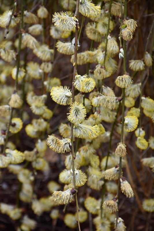 Weeping Pussy Willow Standard (Tree Form) - Georgina Garden Centre