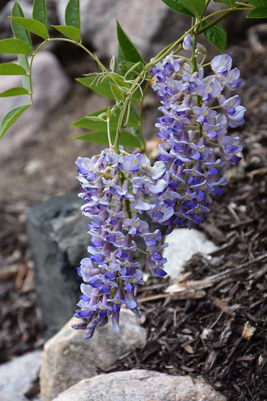 Wisteria Blue Moon - Georgina Garden Centre