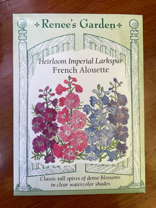 Larkspur French Alouette - Georgina Garden Centre