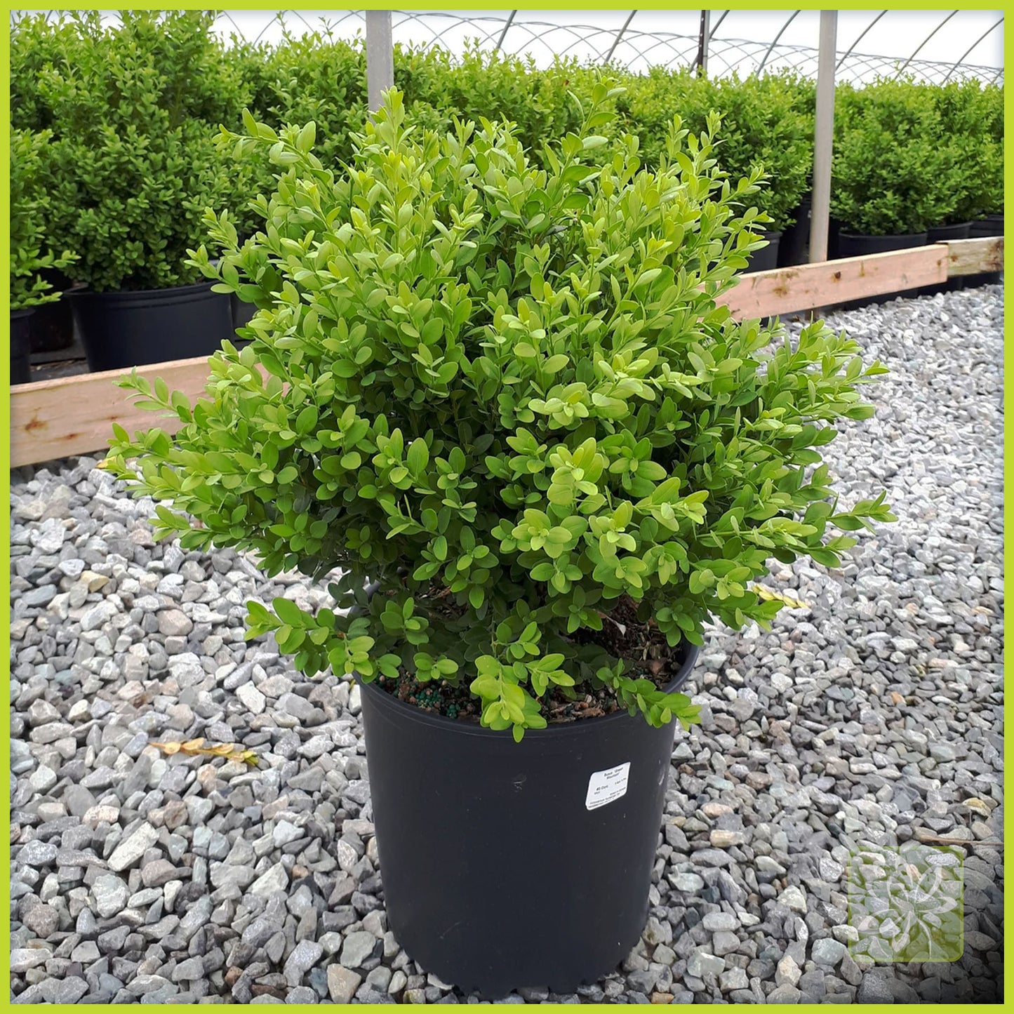 Boxwood Green Mountain - Georgina Garden Centre