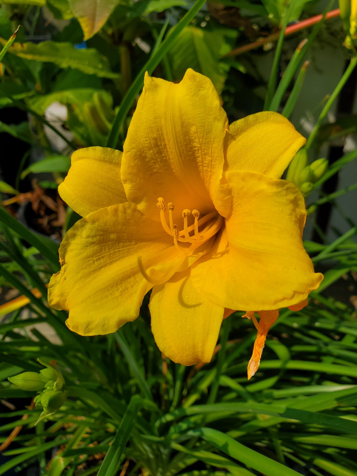 Daylily Stella Doro - Georgina Garden Centre