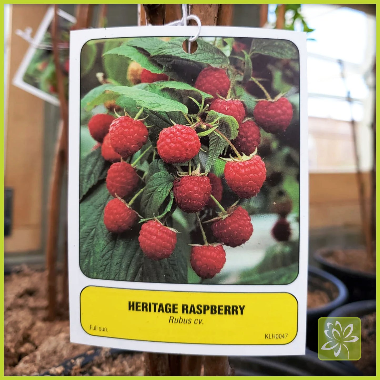 Georgina Garden Center heritage raspberry plant