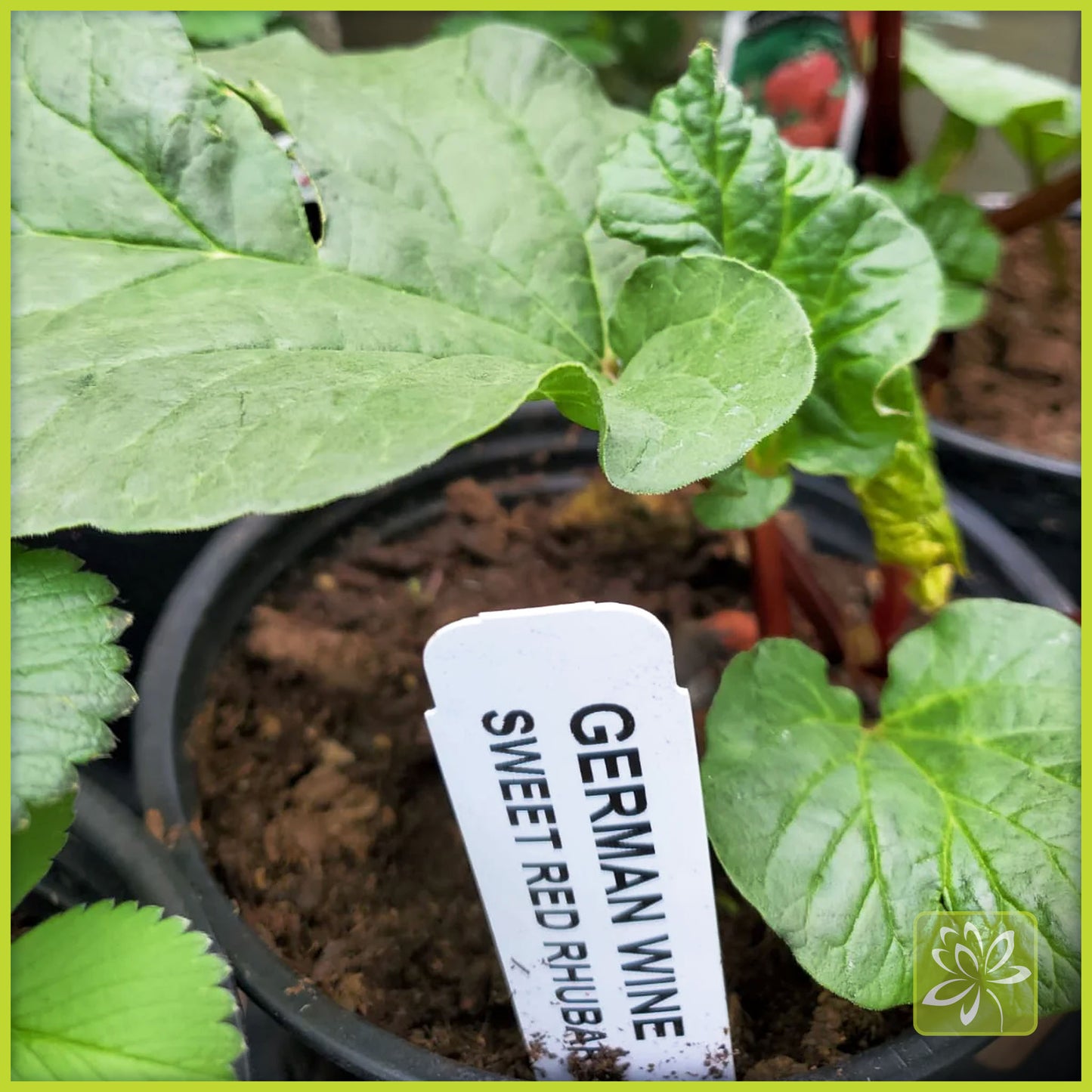 German Wine rhubarb from Georgina Garden Center