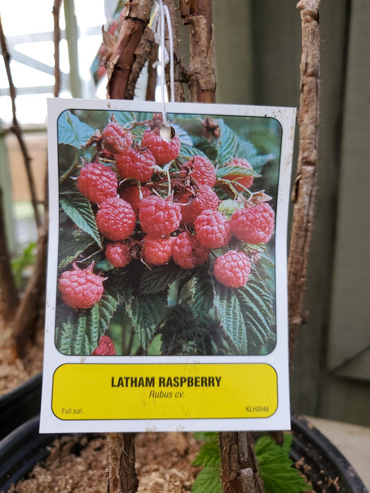 Raspberry Latham