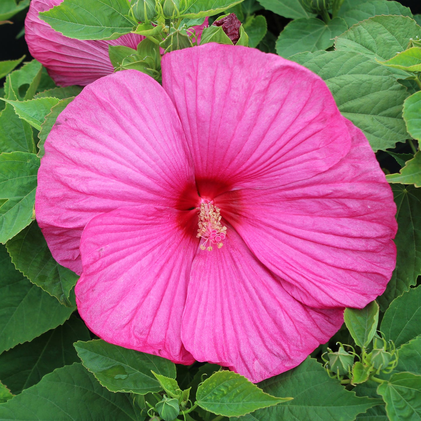 Hibiscus Luna Rose