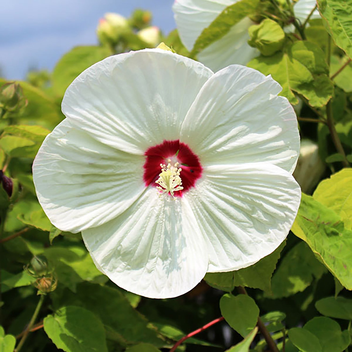 Hibiscus Luna White – Georgina Garden Centre