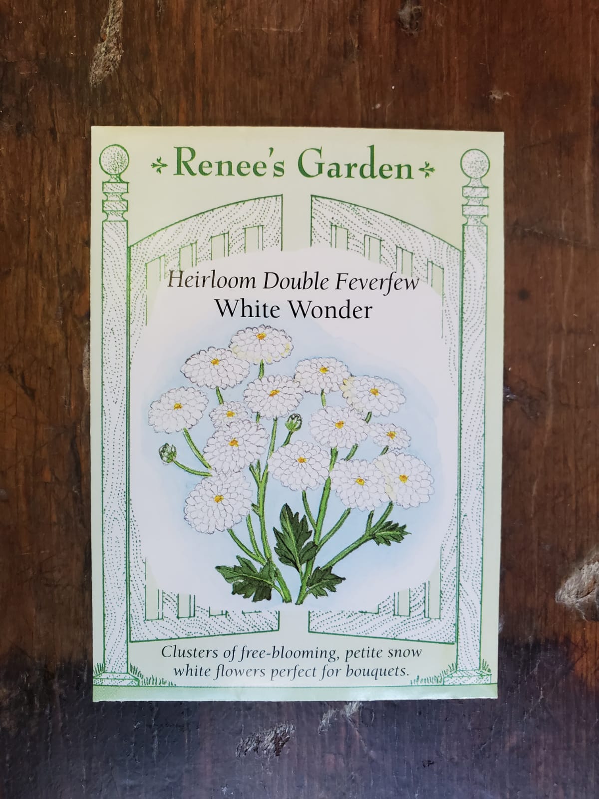 Feverfew White Wonder Double Seed - Georgina Garden Centre