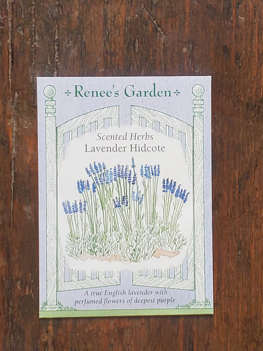 Hidcote Lavender Seed - Georgina Garden Centre