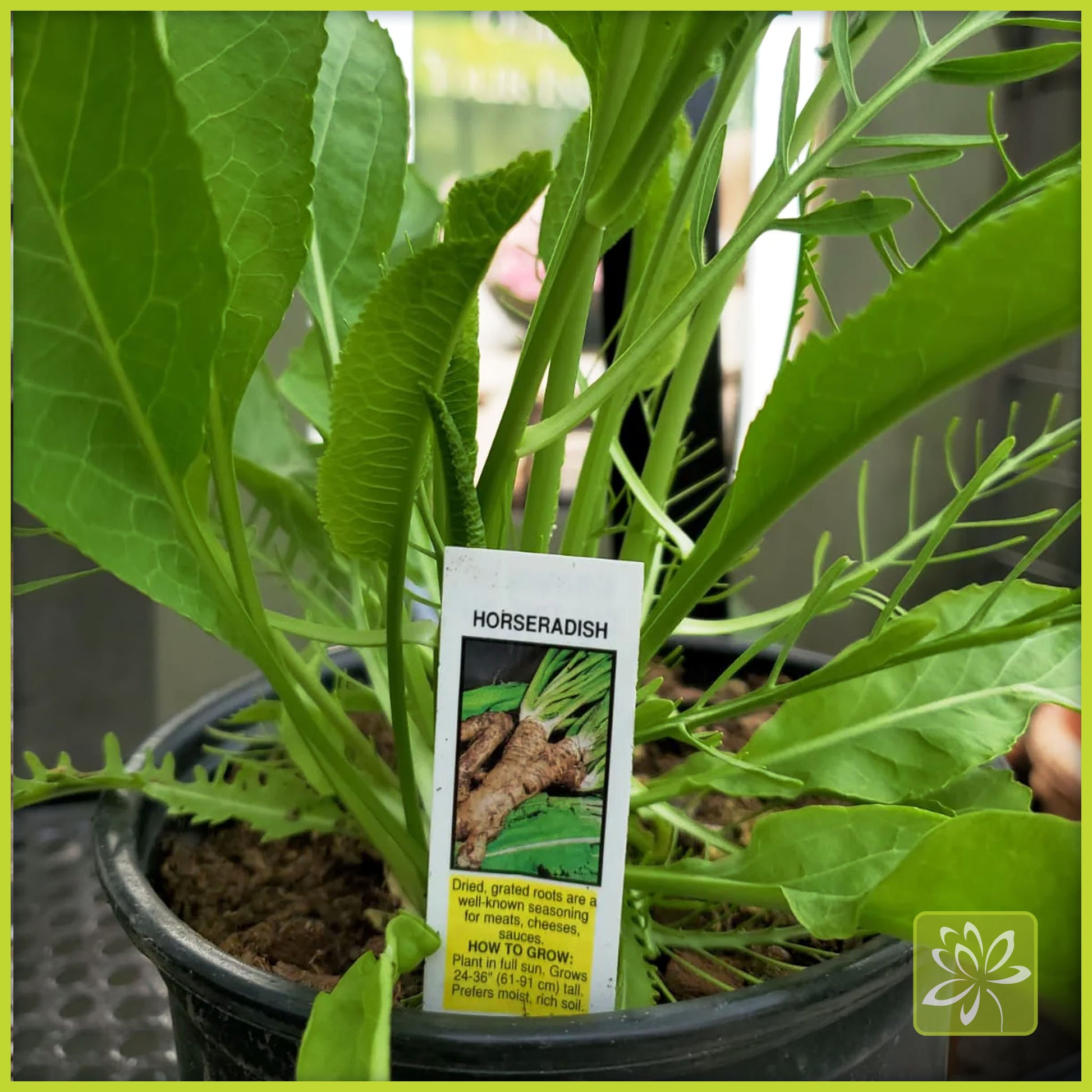 Horseradish - Georgina Garden Centre